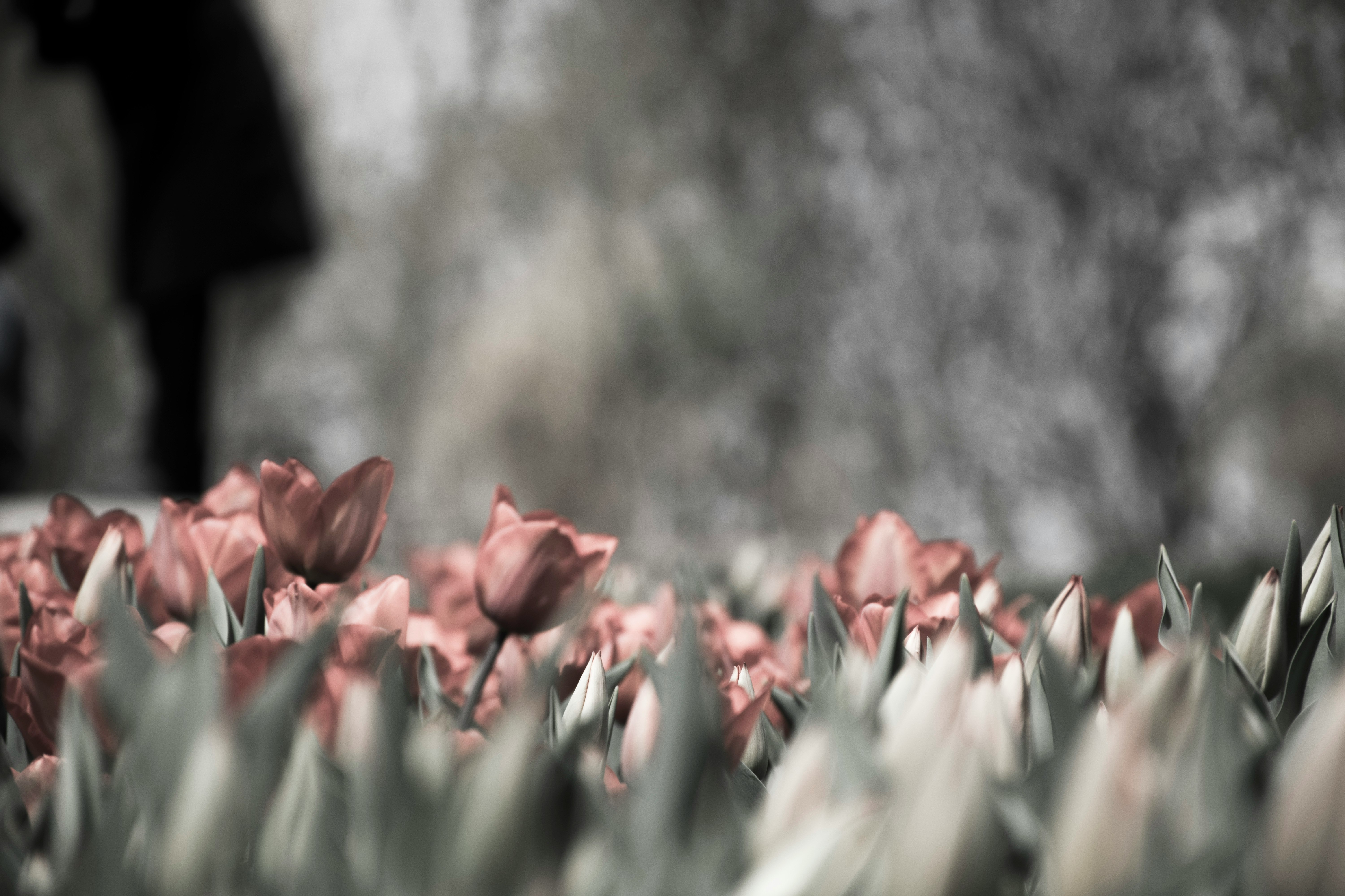 pink tulips grayscale photography
